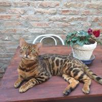 Gatto del Bengala