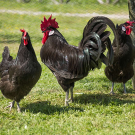 Gallo razza Valdarno nero