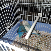 Inseparabili allevati a mano