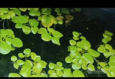 piante acquario e pond, crescita rapida