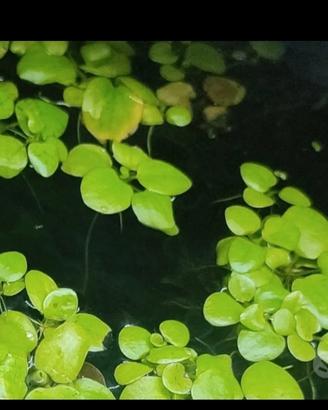 piante acquario e pond, crescita rapida