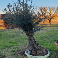 ulivo bonsai 