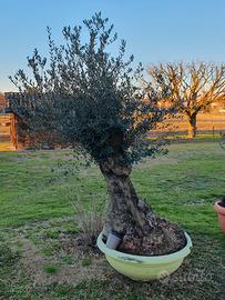 ulivo bonsai 