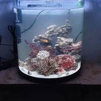 Acquario mini reef