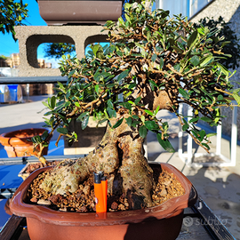 Bonsai di olivastro