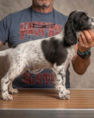 Setter inglese