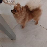 Spitz Pomerania toy