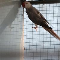 Parrocchetto dal collare