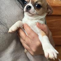 Chihuahua femmina