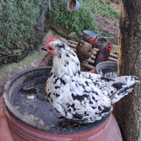 Coppie di galline nane