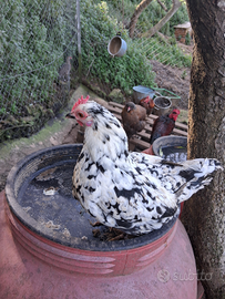 Coppie di galline nane