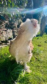 Gallina faverolles 10mesi