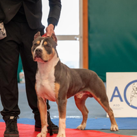 American pitbull terrier