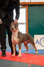 American pitbull terrier