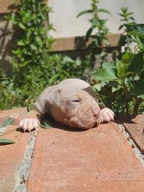 Pitbull tricolor