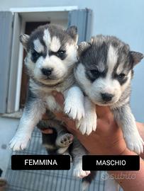 Cuccioli di siberian husky