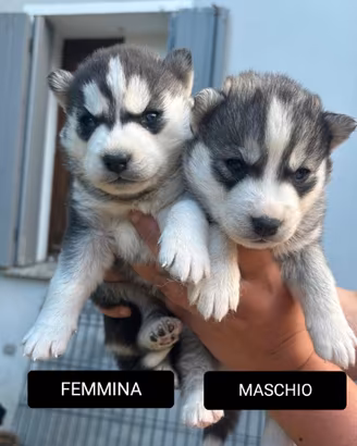 Cuccioli di siberian husky
