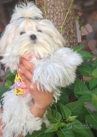 Cucciolo di maltese maschietto