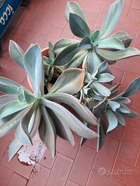 pianta succulenta