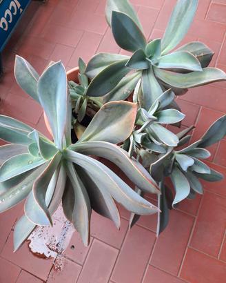 pianta succulenta