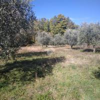 TER. AGRICOLO A VICO NEL LAZIO