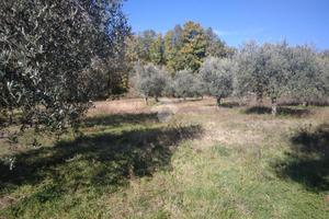 TER. AGRICOLO A VICO NEL LAZIO