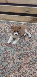 Shiba inu sesamo e fulvo