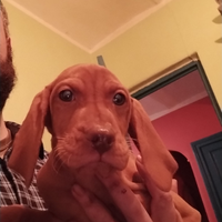 Cuccioli bracco ungherese