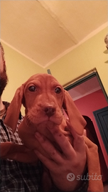 Cuccioli bracco ungherese