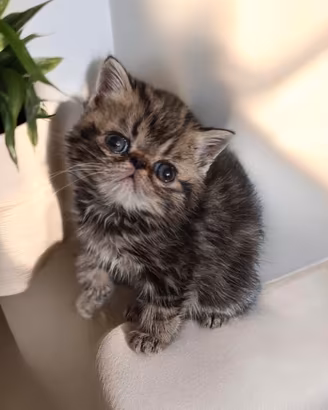 exotic shorthair 