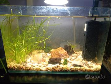 Acquario piccolo per pesci tropicali