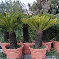 CICAS con vaso da diametro 80