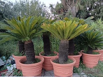 CICAS con vaso da diametro 80