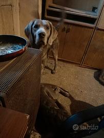 Weimaraner pelo lungo raro