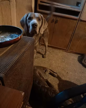 Weimaraner pelo lungo raro