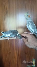 Uccelli