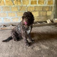 Lagotto splingher