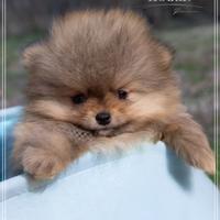 Volpino nano di pomerania