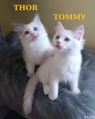 Ultimi Cuccioli di Razza Ragdoll disponibili