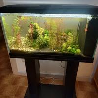 Acquario tropicale 60litri avviato