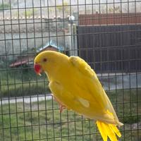 Parrocchetti dal collare