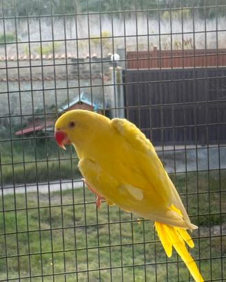 Parrocchetti dal collare