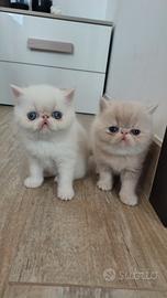 Exotic shorthair