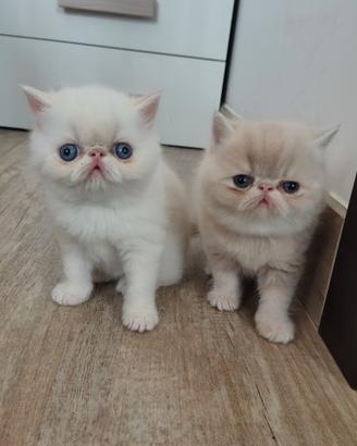 Exotic shorthair