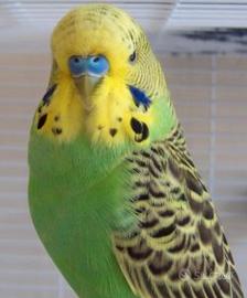 Cocorite sane e abituate alla presenza umana