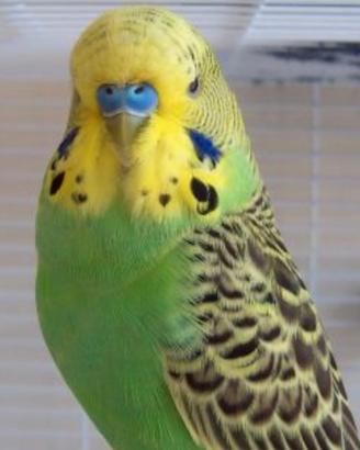 Cocorite sane e abituate alla presenza umana