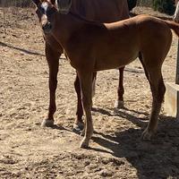 Puledra paint non color