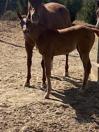 Puledra paint non color