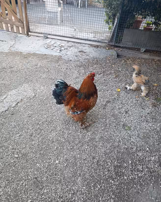 gallo brahma