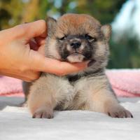 Cucciolina femmina di Shiba Inu rossa